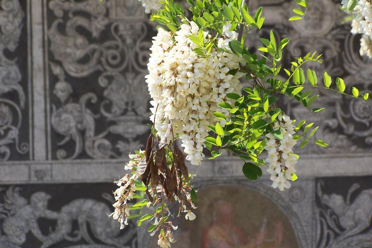 Acacia Firenze - Primula Apartment Exterior foto